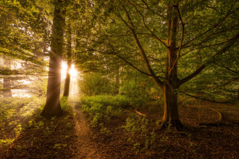 Картинка природа лес простор