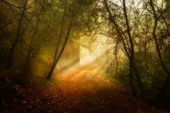 Картинка природа лес простор