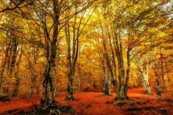 Картинка природа лес простор