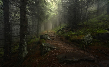 Картинка природа лес простор