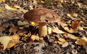 Картинка природа грибы подберезовик