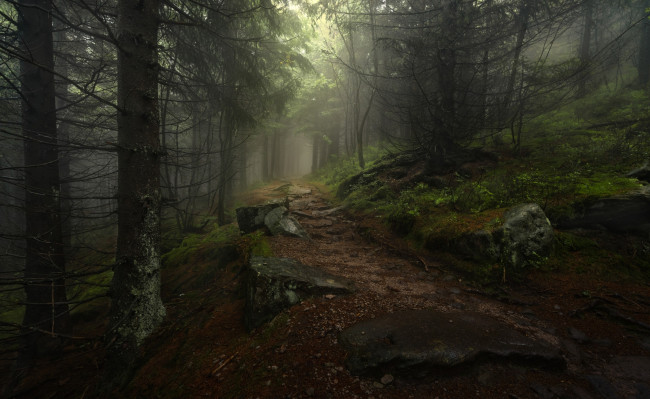 Обои картинки фото природа, лес, простор