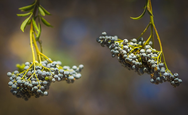 Обои картинки фото природа, Ягоды, ягоды, осень, гроздь