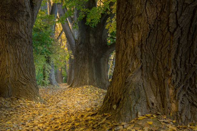 Обои картинки фото природа, лес, простор