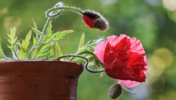 Картинка цветы маки горшок мак бутоны алый