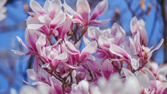 Обои картинки фото цветы, магнолии, розовая, магнолия, бутоны