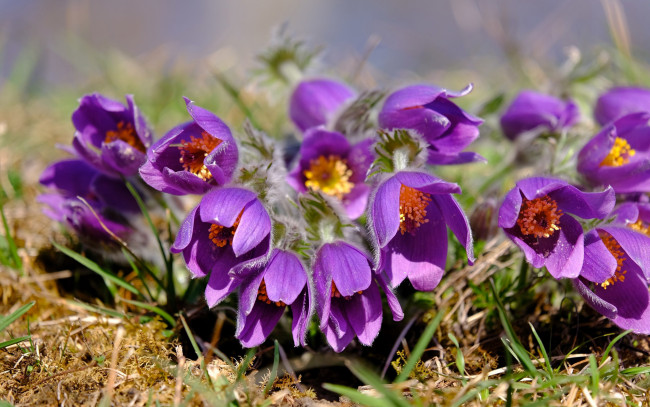 Обои картинки фото цветы, анемоны,  сон-трава, сон-трава