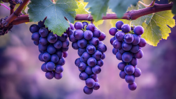 Картинка 3д+графика природа+ nature виноград грозди