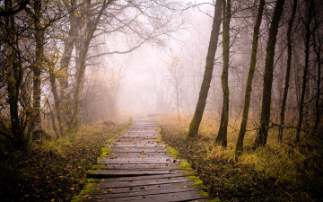 обоя природа, дороги, лес, деревья, туман, дорожка, кусты