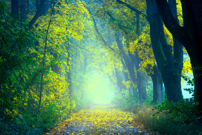 Обои картинки фото природа, дороги, осень, лес, листья, дорога, туман