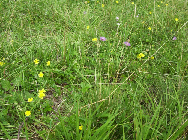 Обои картинки фото cz, beroun, цветы, луговые, полевые