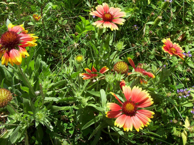 Обои картинки фото louka, цветы, гайлардии, гелениумы