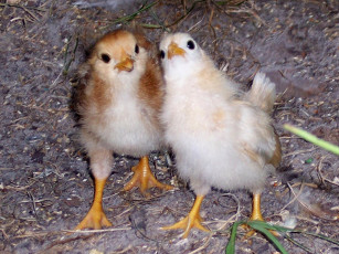 Картинка don repeat gossip so listen closly животные куры петухи