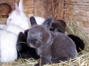 Картинка hi there животные кролики зайцы