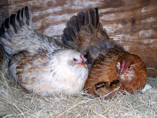 Картинка mrs fleck and ottilie doing teamwork животные куры петухи