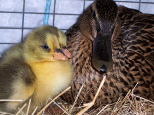 Картинка so sweet животные утки