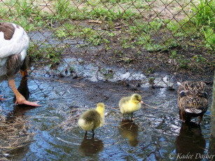 обоя which, one, is, our, mom, животные, утки