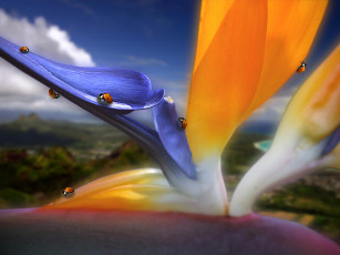 Картинка животные божьи коровки