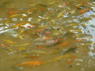 Картинка животные рыбы