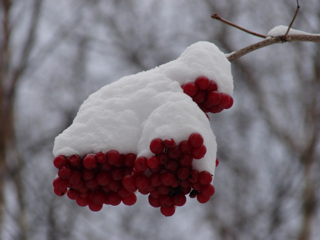 Обои картинки фото 