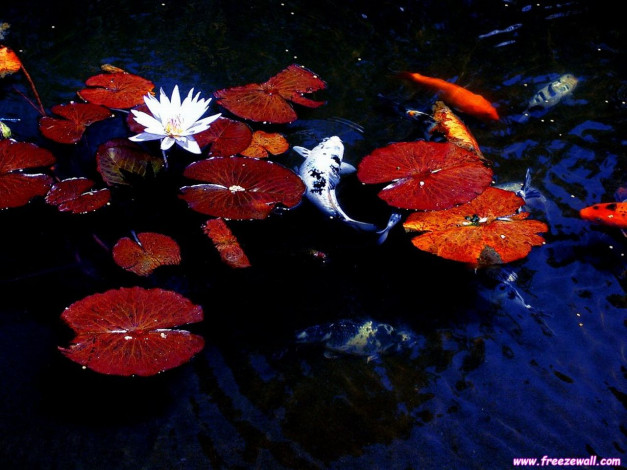 Обои картинки фото цветы, лилии, водяные, нимфеи, кувшинки