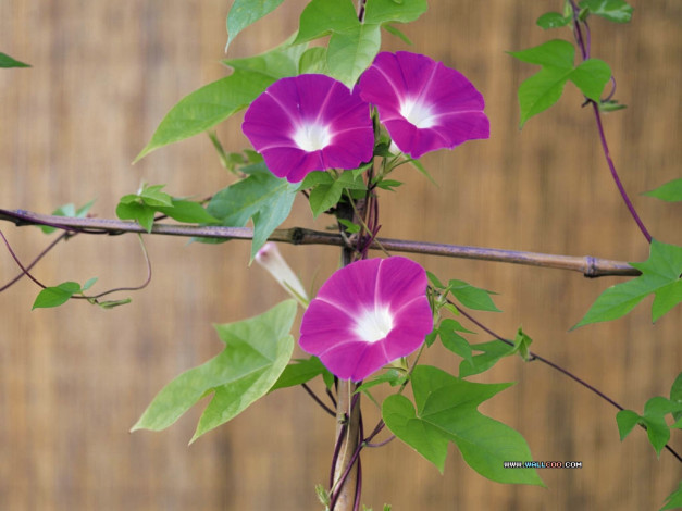 Обои картинки фото цветы, вьюнки, ипомеи