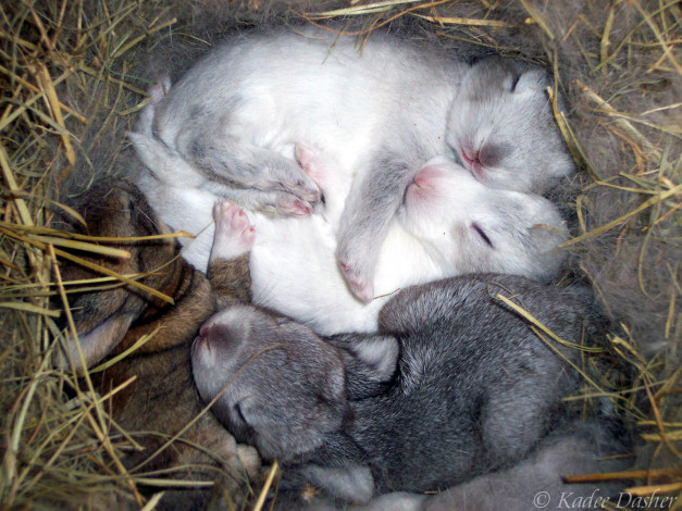 Обои картинки фото easter, dreams, животные, кролики, зайцы