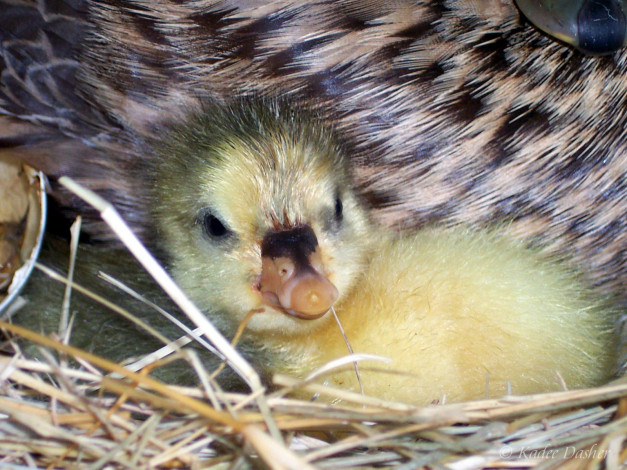 Обои картинки фото first, one, to, hatch, животные, утки