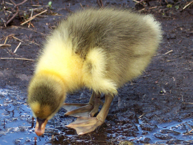 Обои картинки фото hm, what, is, this, животные, утки