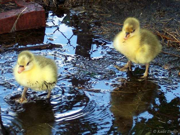 Обои картинки фото lets, get, dirty, животные, утки