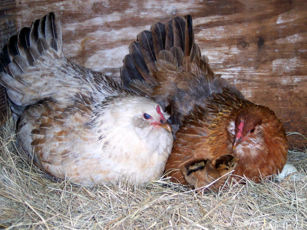 Обои картинки фото mrs, fleck, and, ottilie, doing, teamwork, животные, куры, петухи