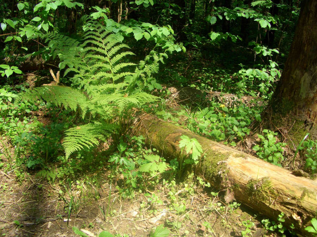 Обои картинки фото природа