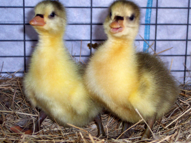 Обои картинки фото tweedle, dee, and, daa, животные, утки