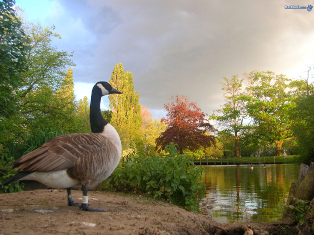 Обои картинки фото животные, гуси