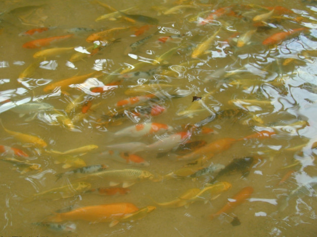 Обои картинки фото животные, рыбы