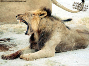 Картинка животные львы