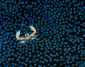 Картинка животные крабы раки