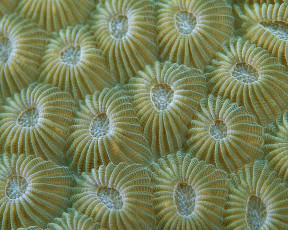 Картинка животные морская фауна