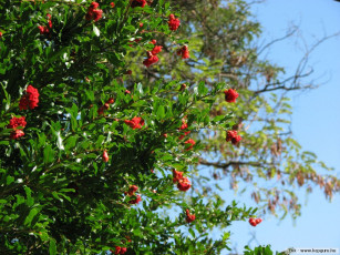 Картинка цветы цветущие деревья кустарники