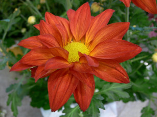 Картинка цветы георгины