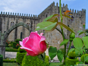 Картинка цветы розы