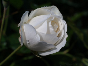 Картинка цветы розы