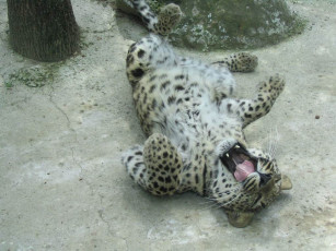 Картинка животные леопарды