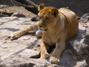 Картинка животные львы