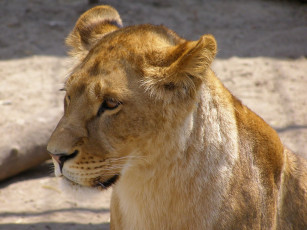 Картинка животные львы