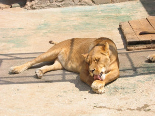 Картинка животные львы