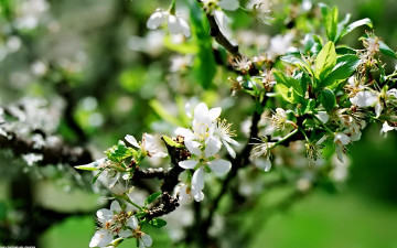 Картинка цветы цветущие деревья кустарники