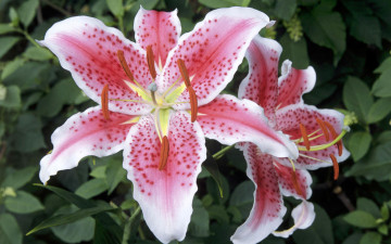 Картинка цветы лилии лилейники