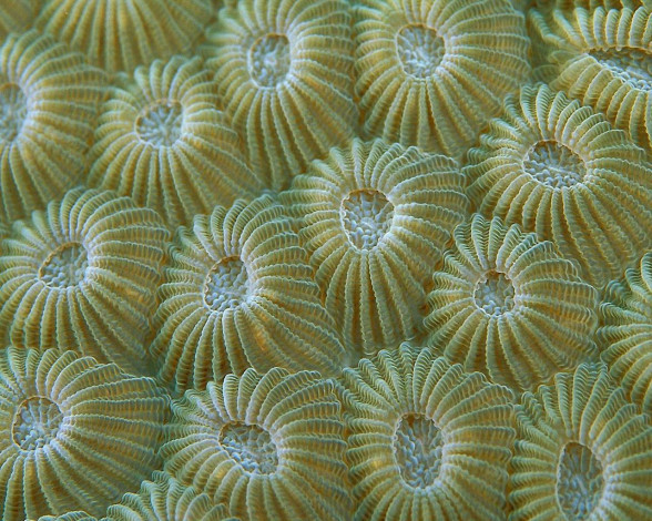 Обои картинки фото животные, морская, фауна