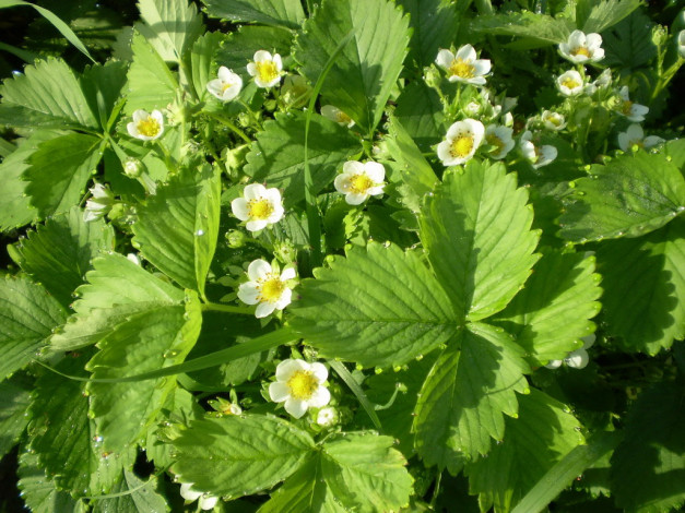 Обои картинки фото цветы